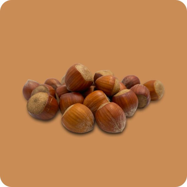 Französische  Haselnüsse in der Schale Jumbo 500g Beutel